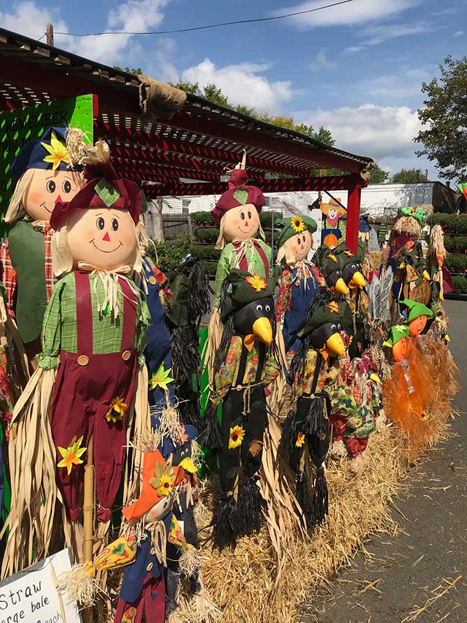 Scarecrows and Hay Bales at Goffle Brook Farms