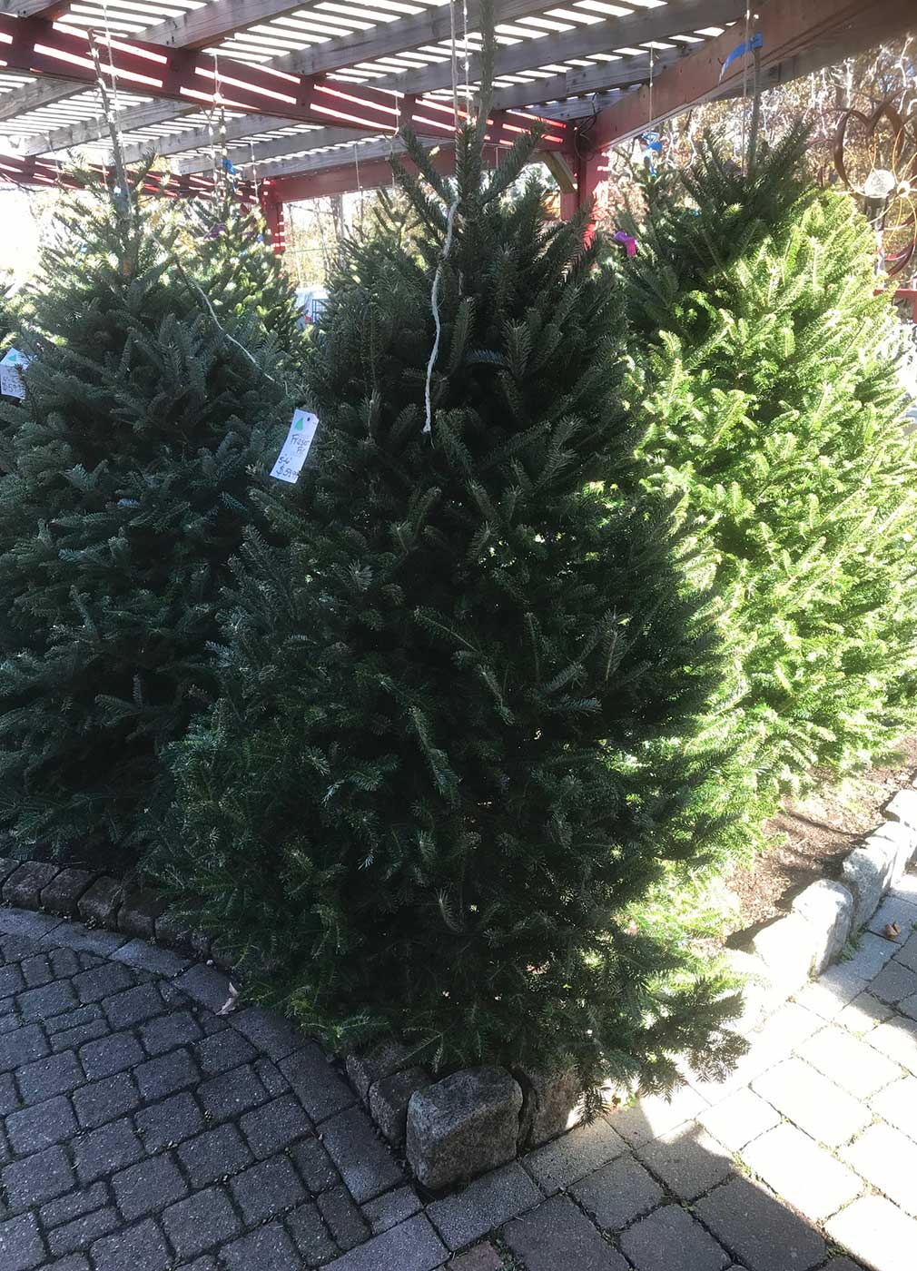 Fresh Cut Christmas Trees in Bergen County