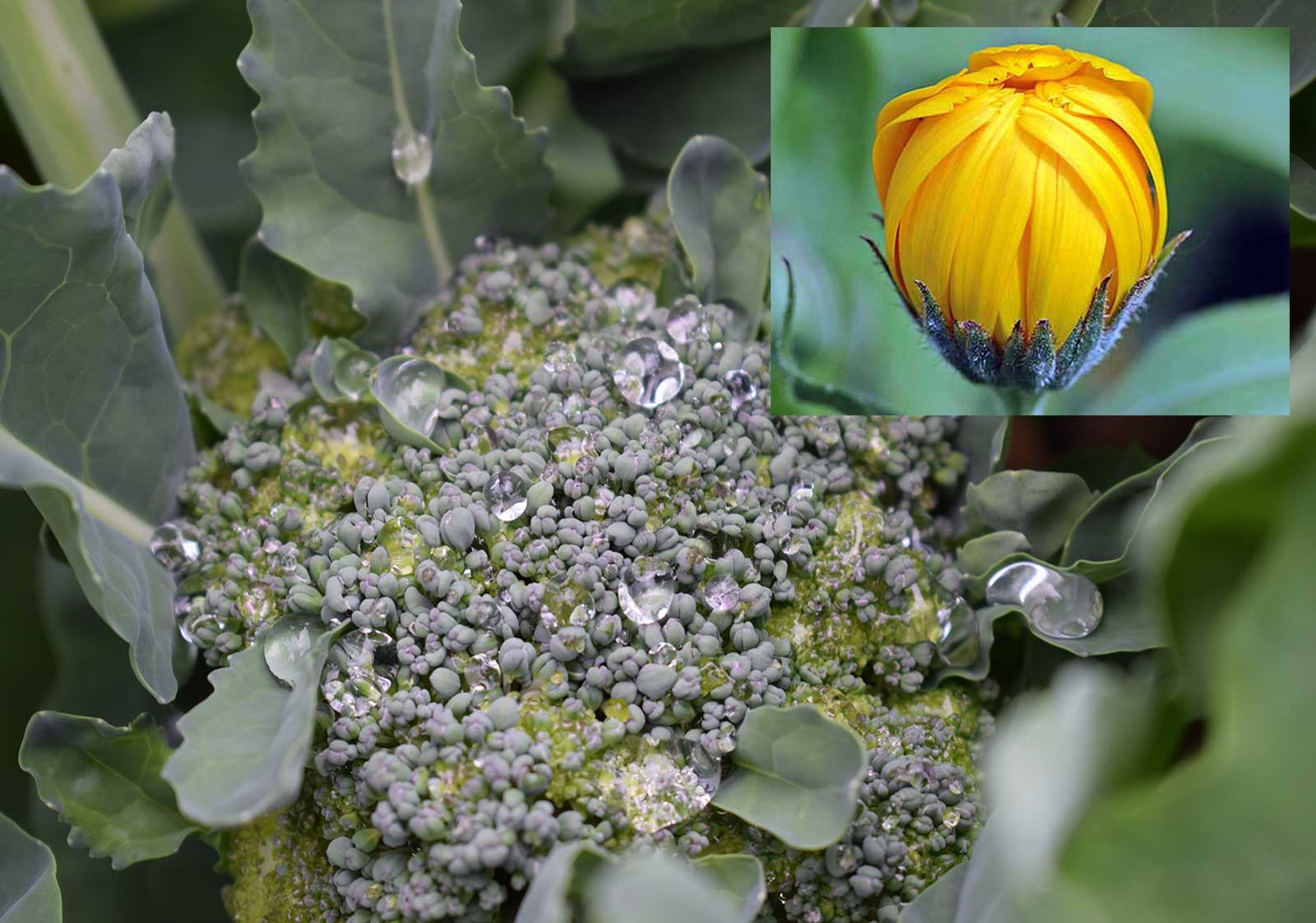 Broccoli and Calendula Companion Planting - Goffle Brook Farms