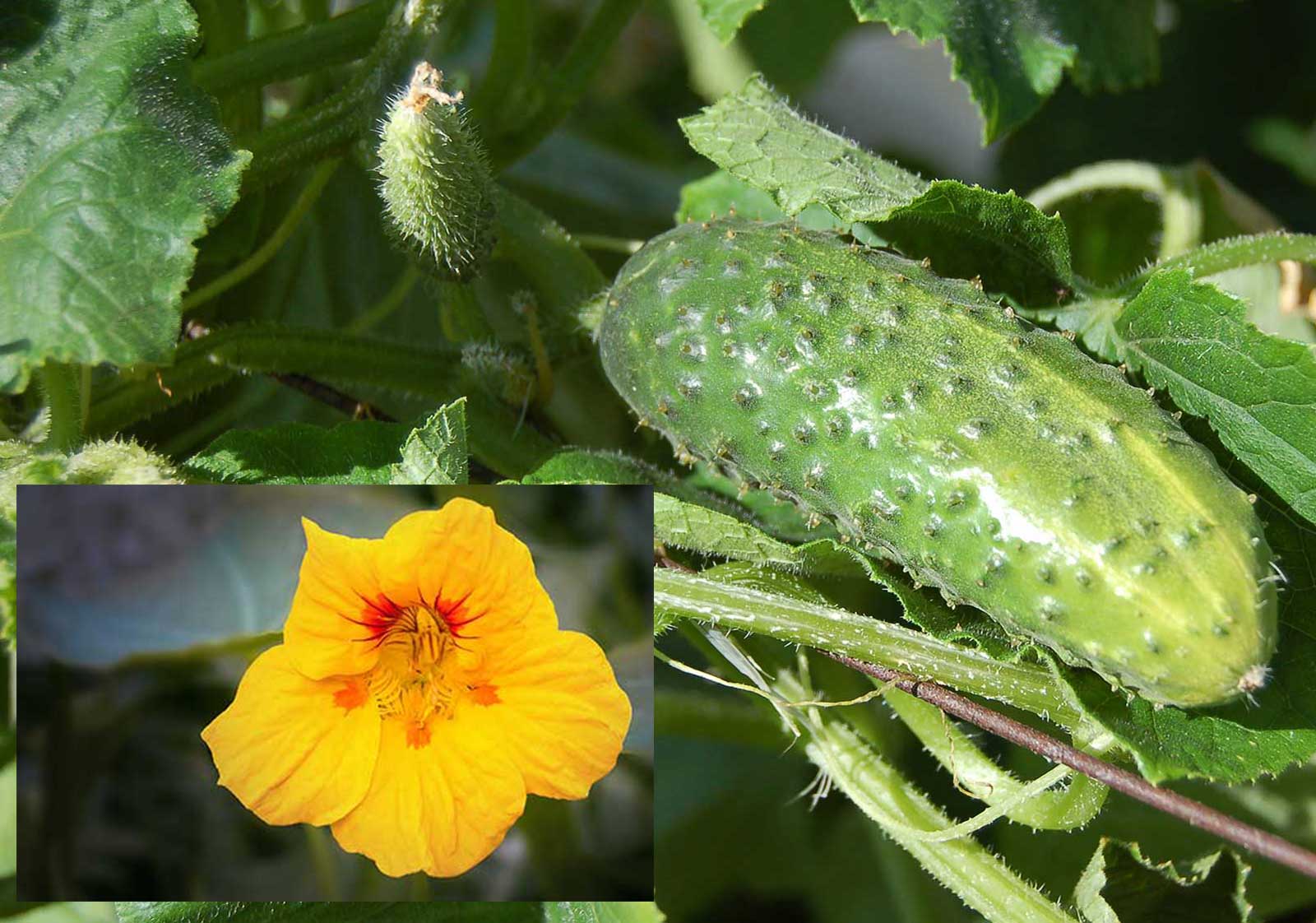 Nasturtiums and Cucumbers Companion Planting