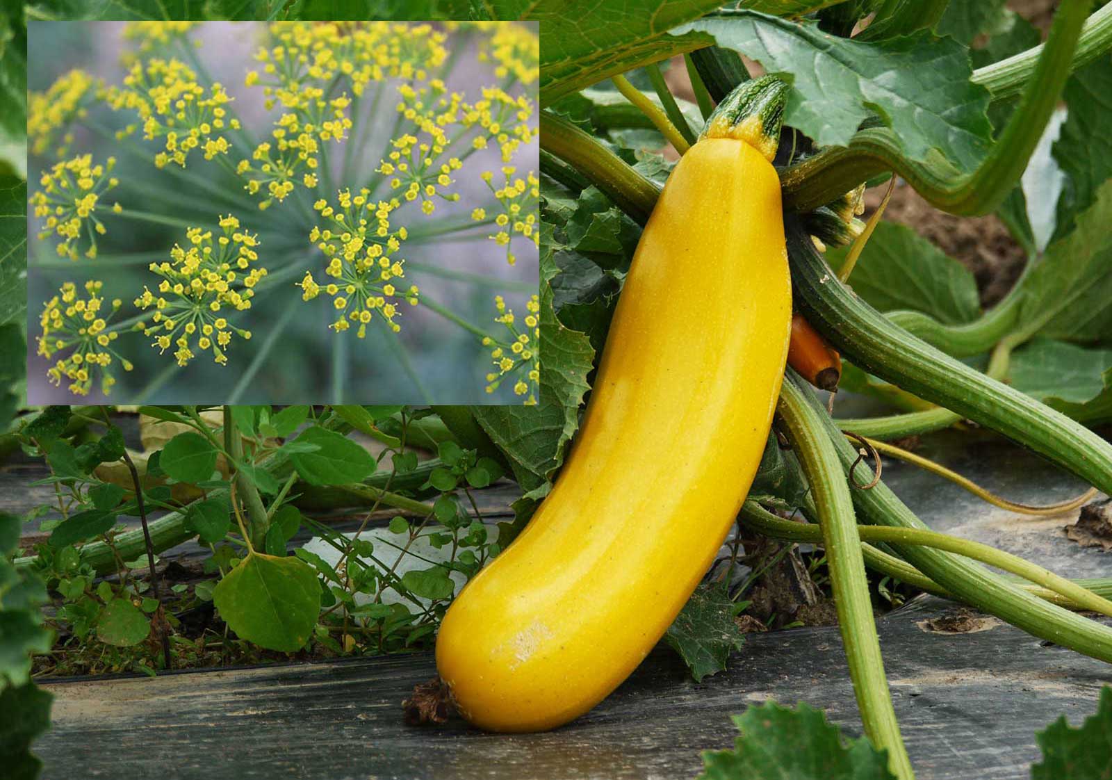 Melons or Squash and Flowering Herbs - Companion Plantings