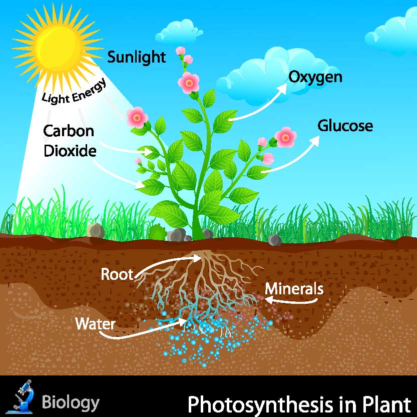 Plant photosynthesis - Goffle Brook Farms