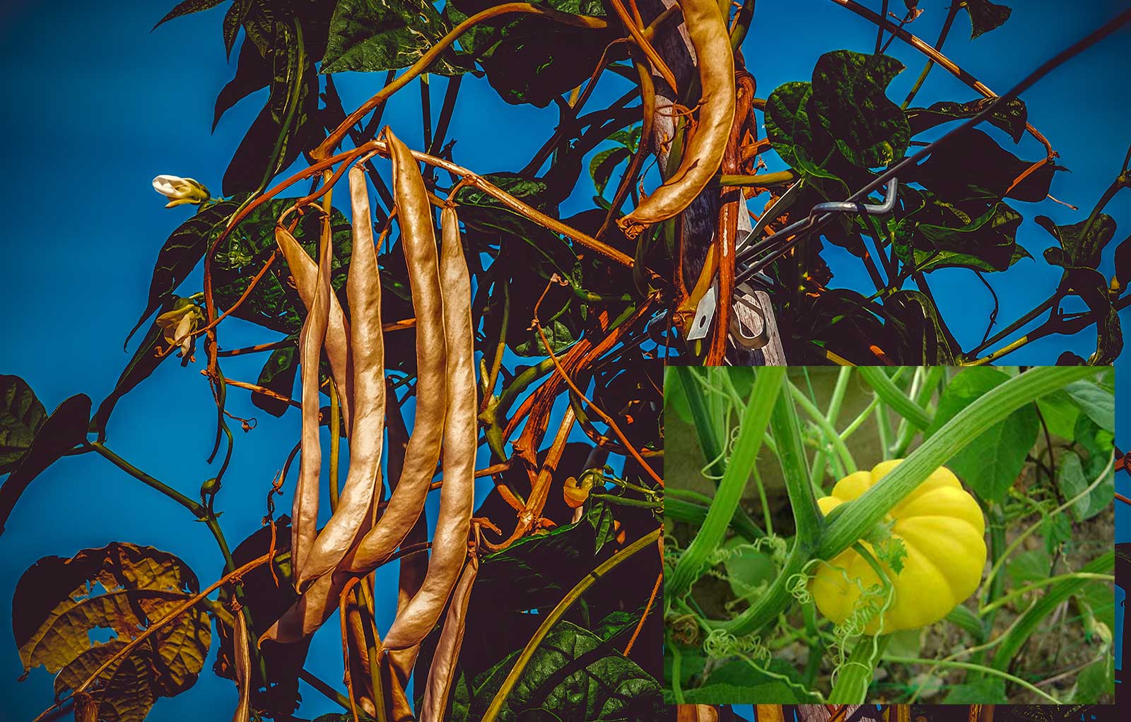 Pole Beans and Squash Companion Plants - Goffle Brook Farms