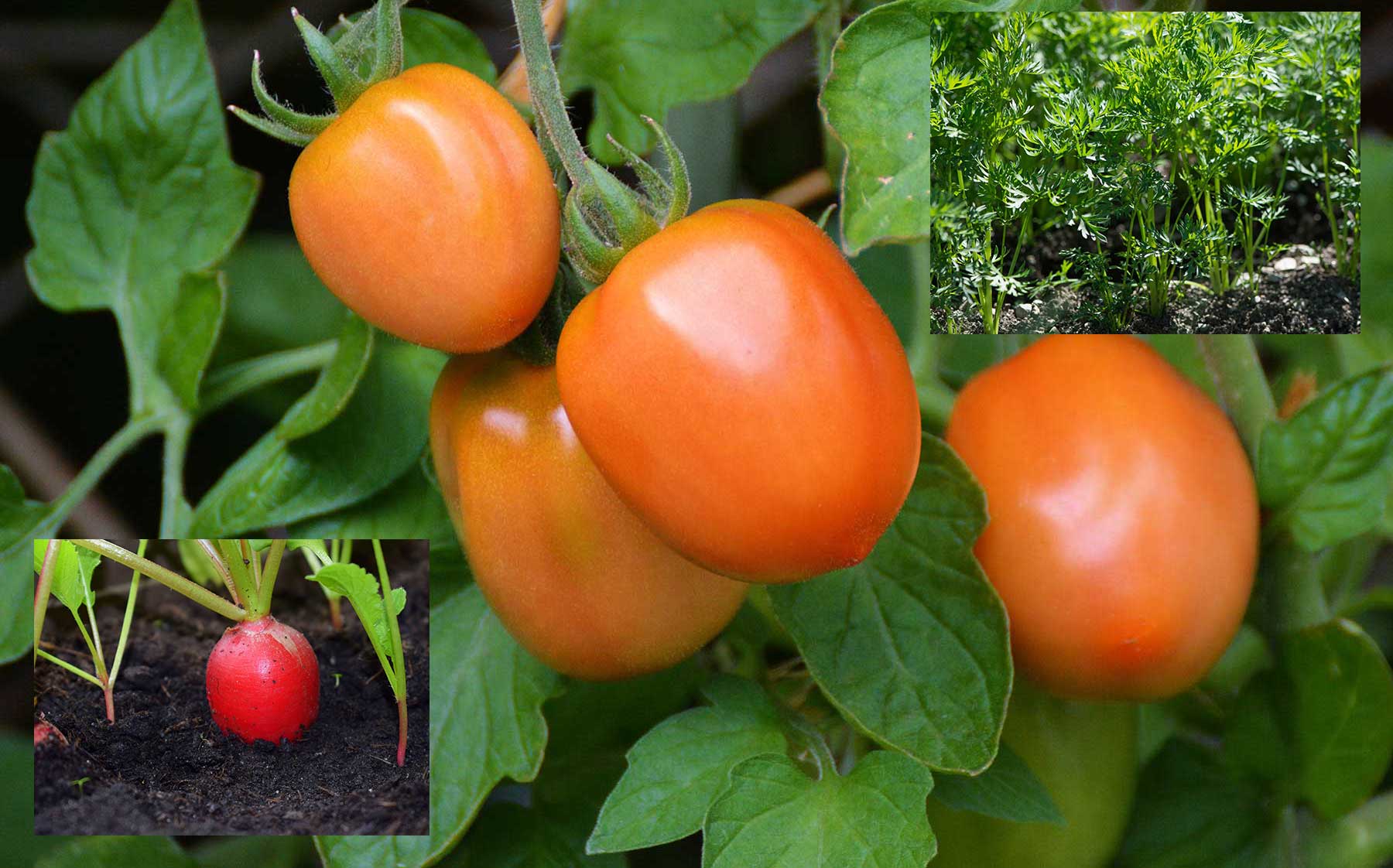 Radish Carrots and Tomatoes Companion Plantings