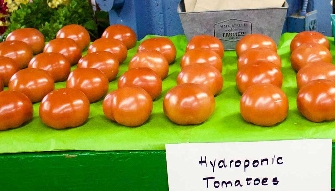 Hydroponic Tomatoes
