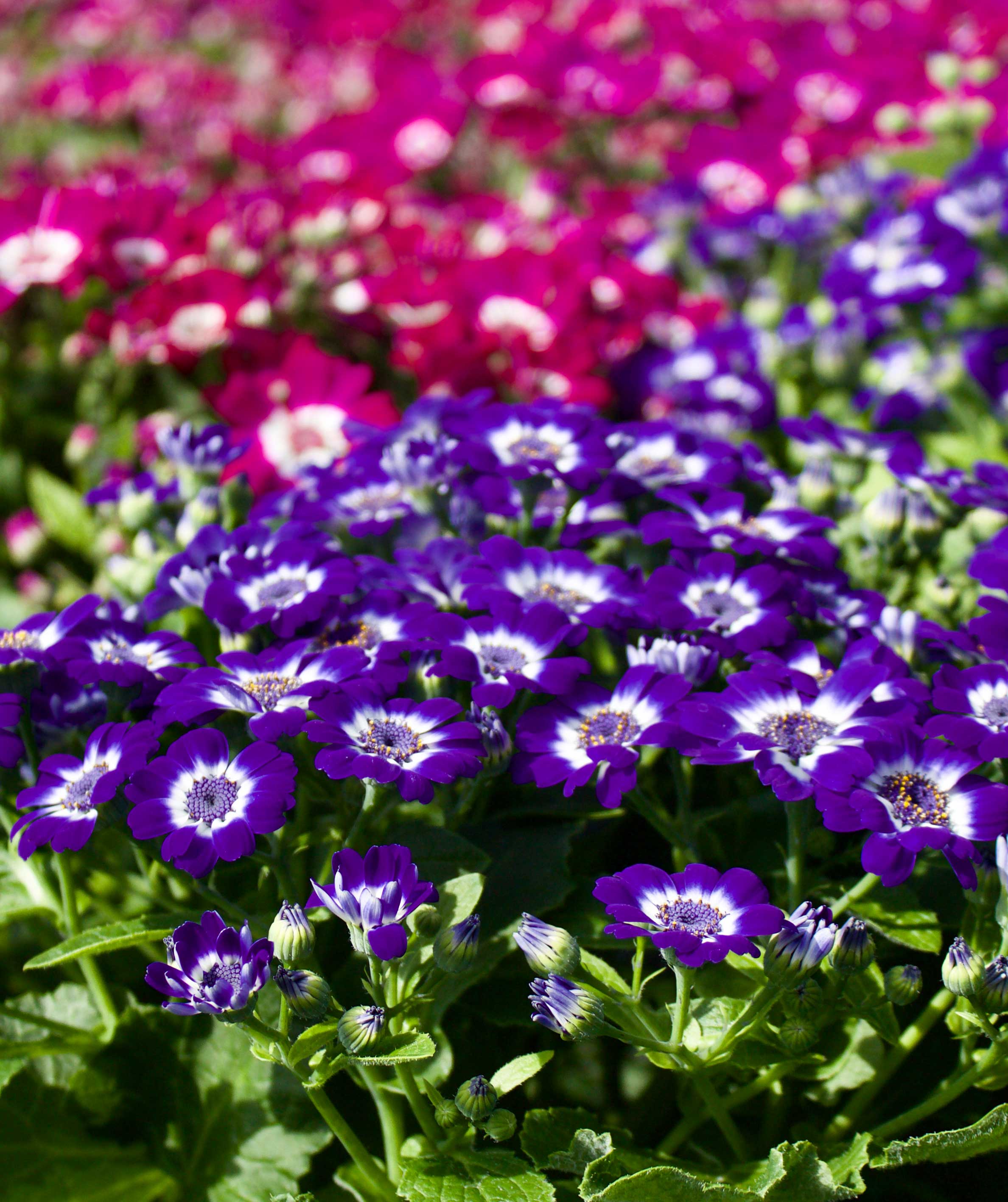 Spring Garden Color
