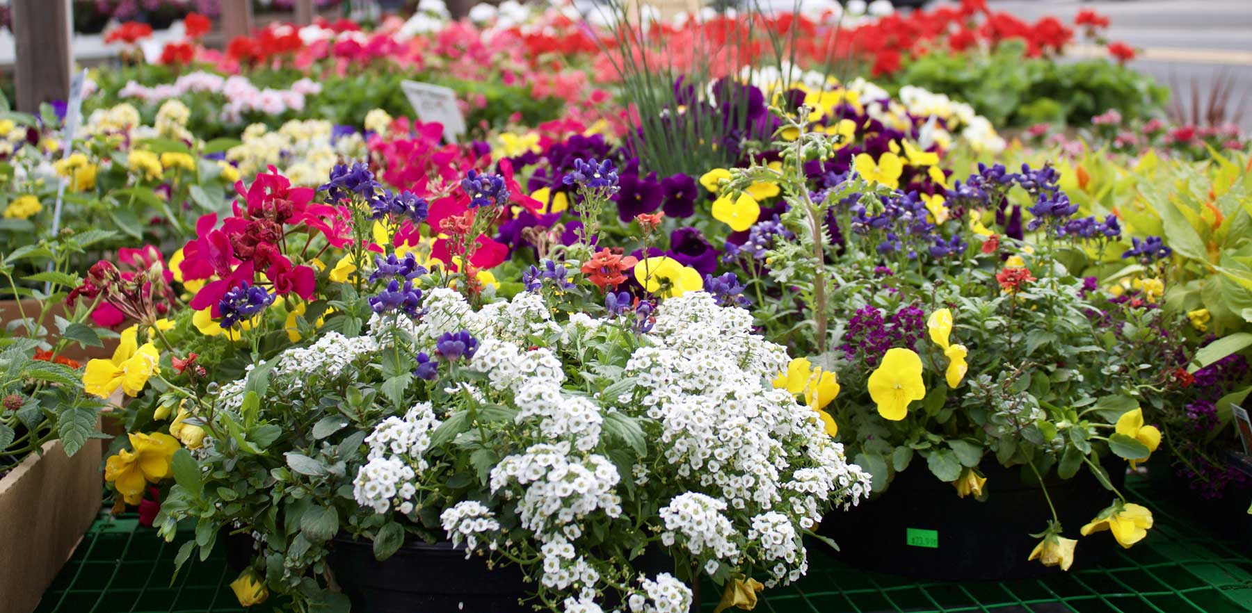 Annuals - Mothers Day Gifts