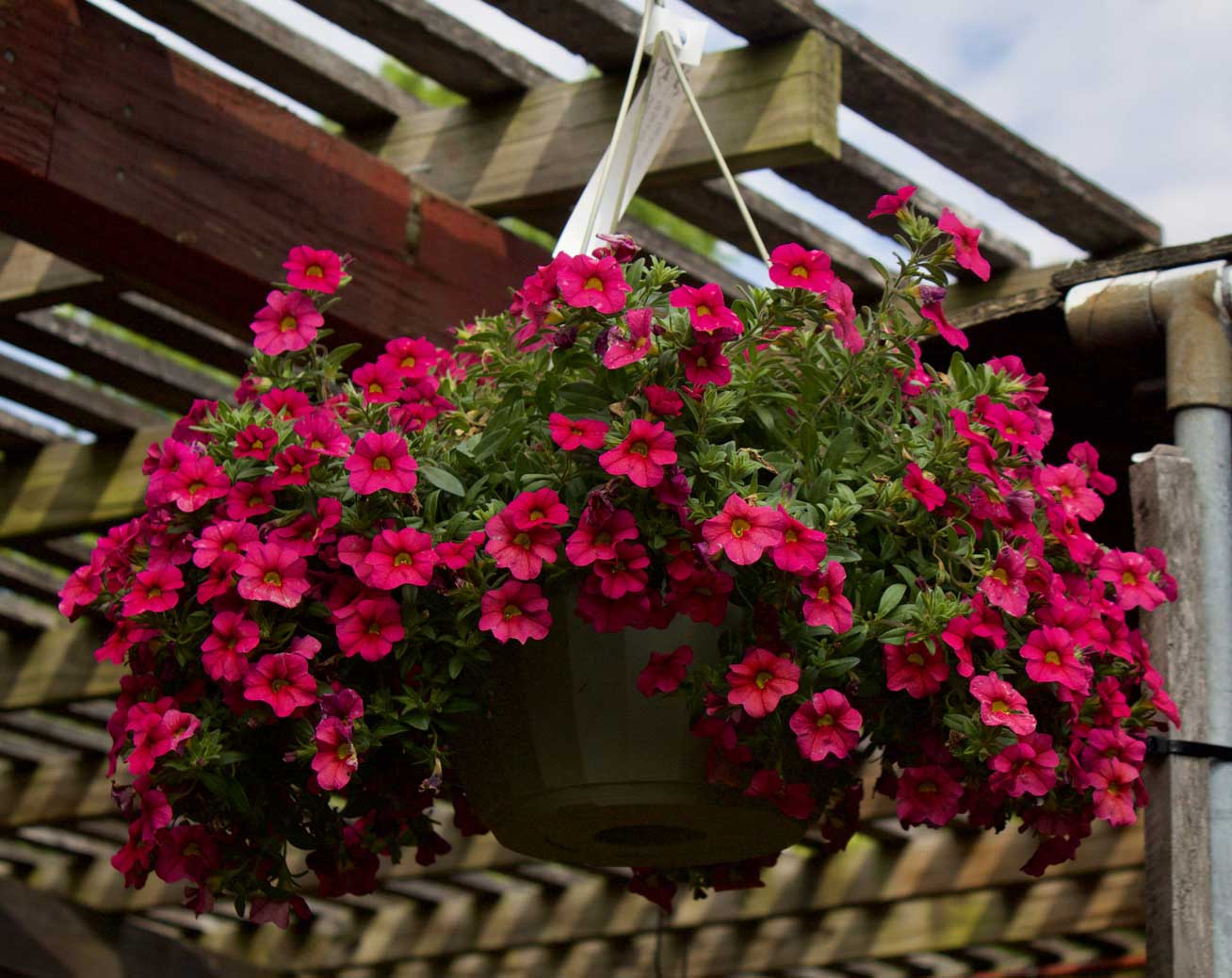 Hanging Baskets at Goffle Brook Farms
