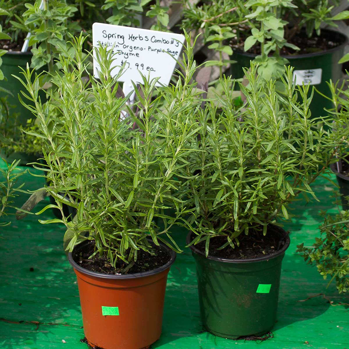 Companion Planting of Herbs