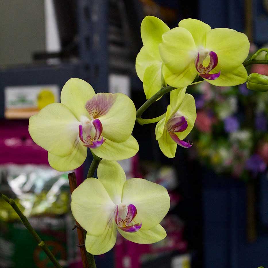 Creamy Yellow Orchid