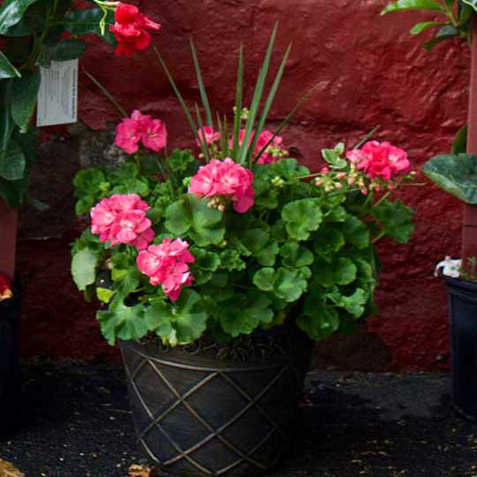Geraniums in Containers