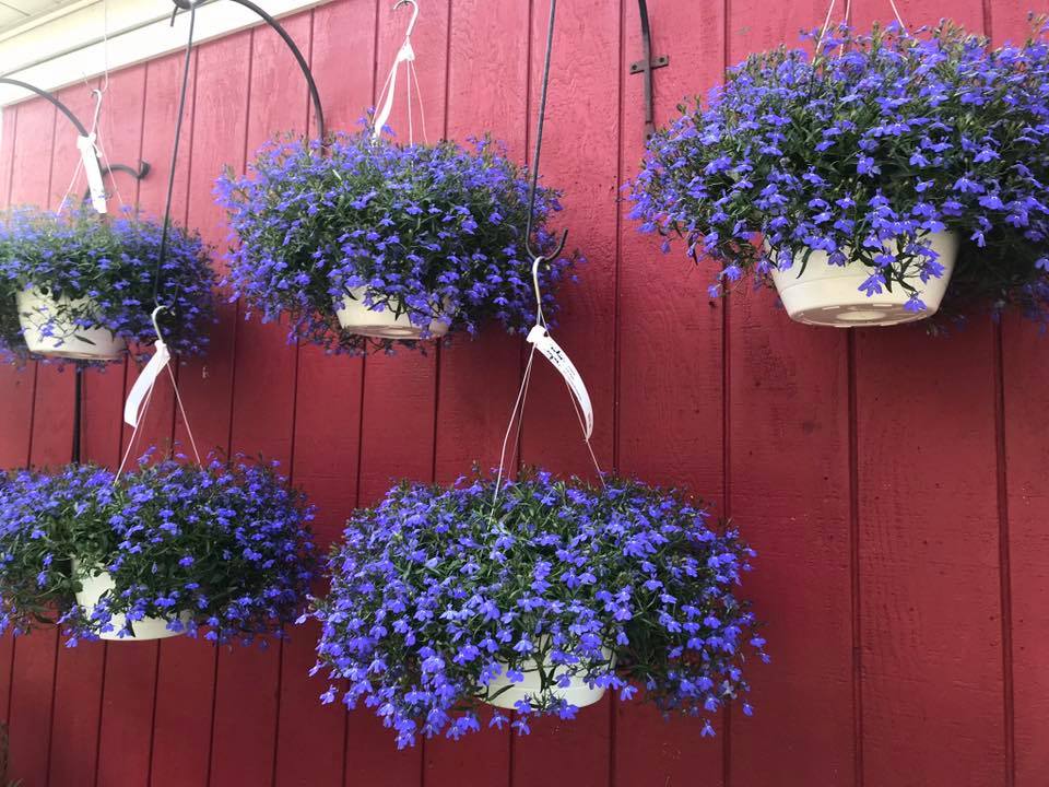 Hanging Baskets at Goffle Brook Farms