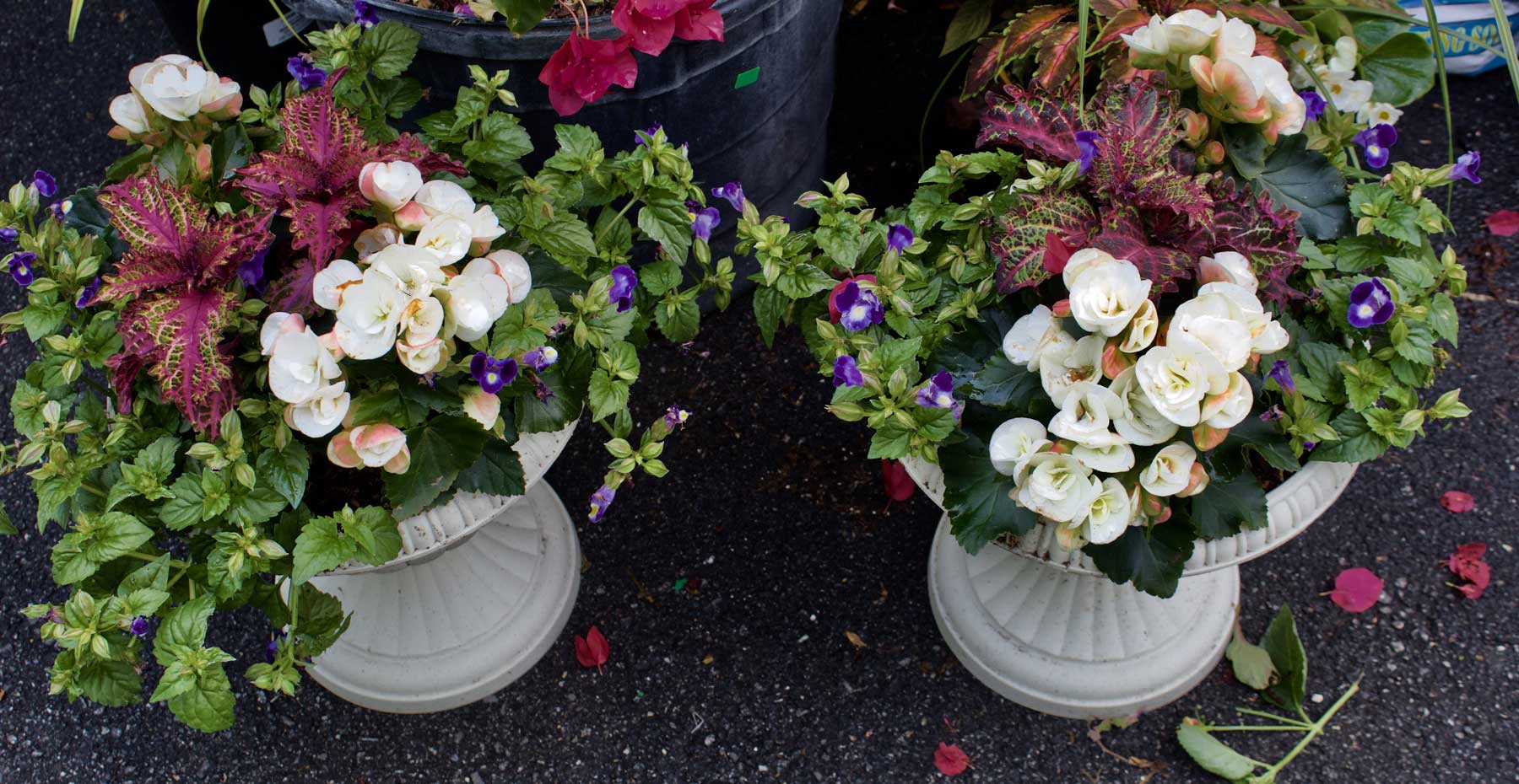 Porch and Patio Containers