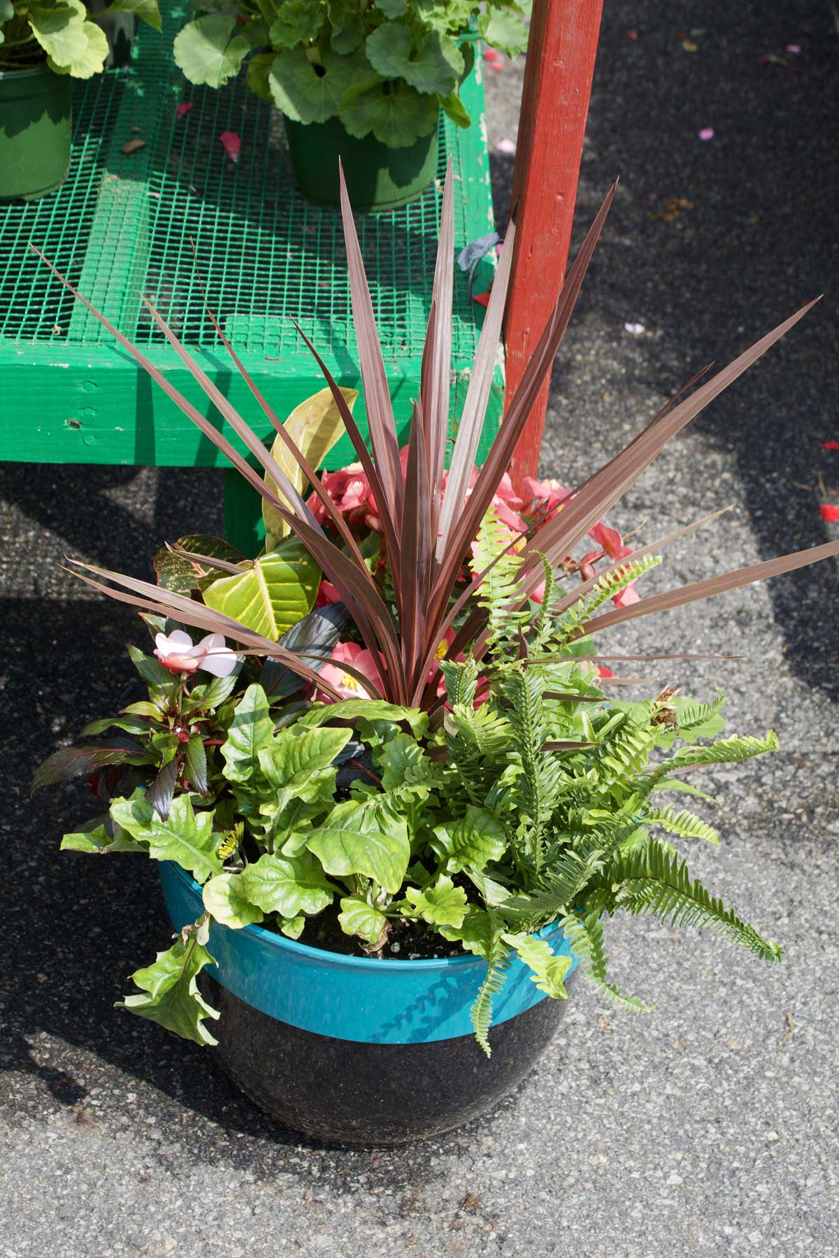 Patio Containers - Goffle Brook Farms