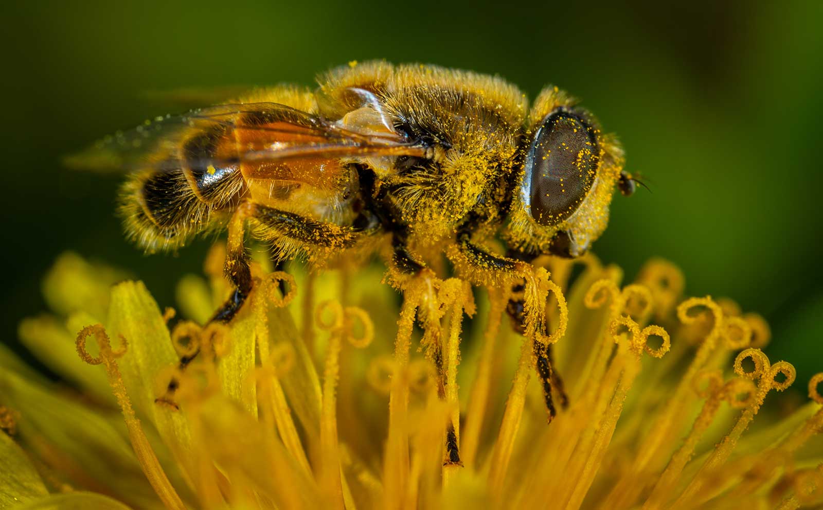 Bee Laden with Pollen
