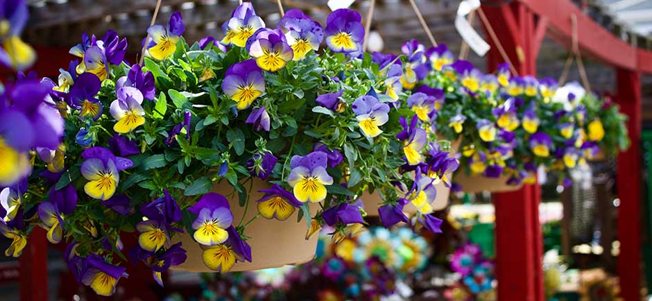 The pansy is a happy plant, an old-fashioned little flower with bright petals and designs that growers call “faces.” 