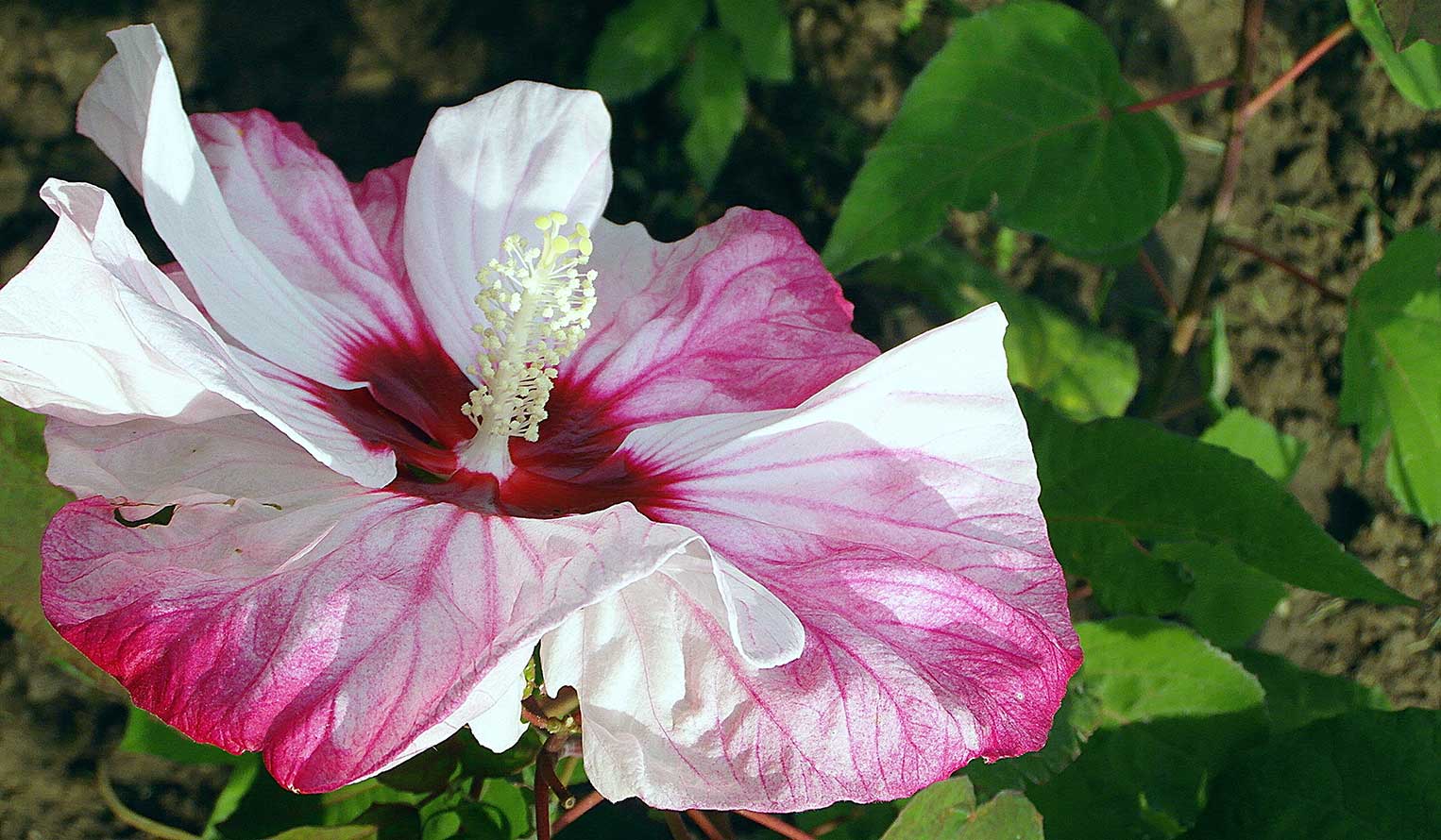 Hibiscus at Goffle Brook Farms