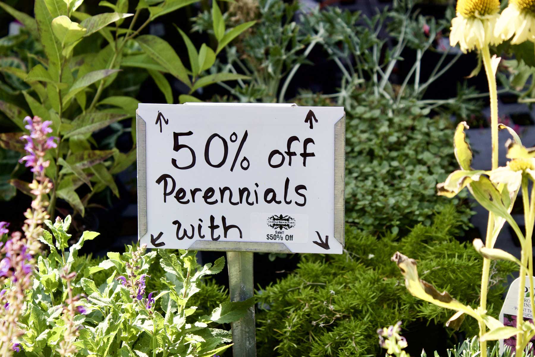 garden-perennial-sale