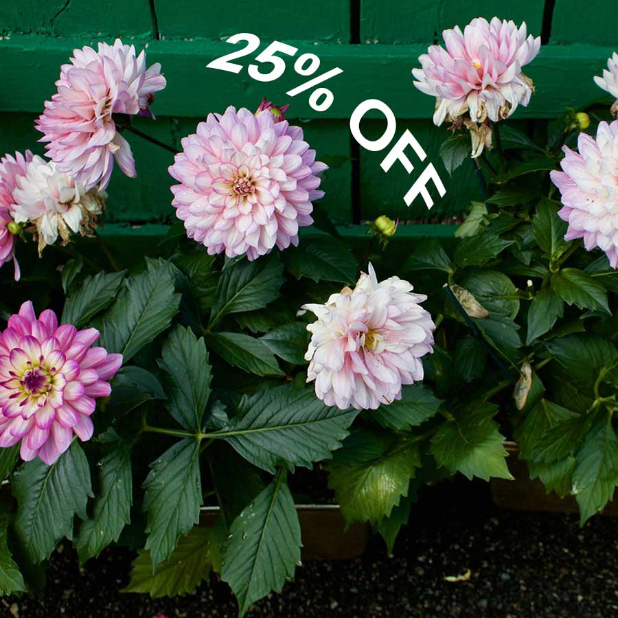 Seasonal Color Plant Sale save 25%