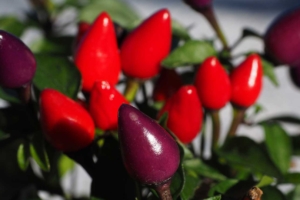 Capsicum annuum – Ornamental Peppers
