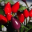 capsicum annuum ornamental pepper