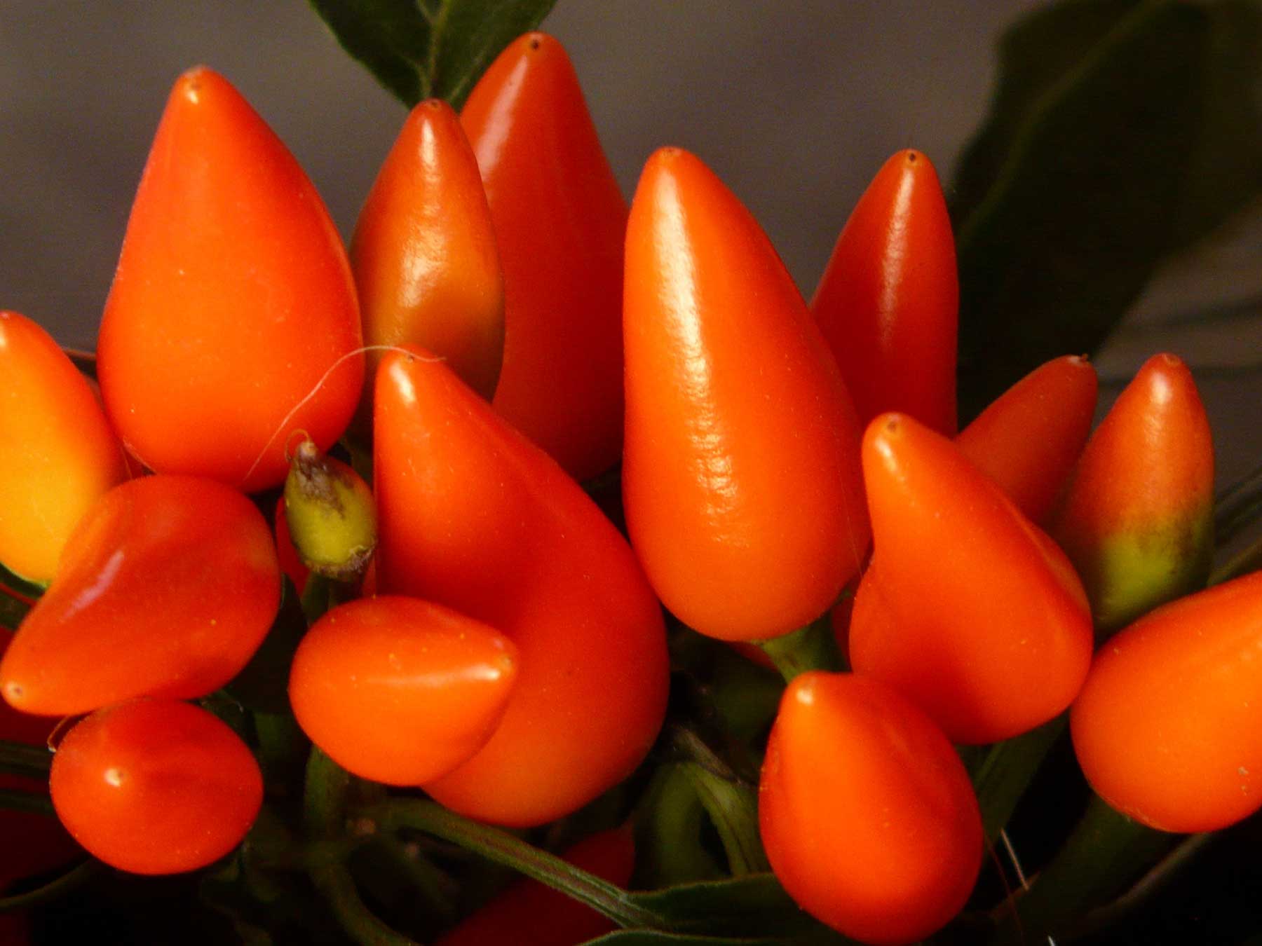 Capsicum annuum - ornamental pepper
