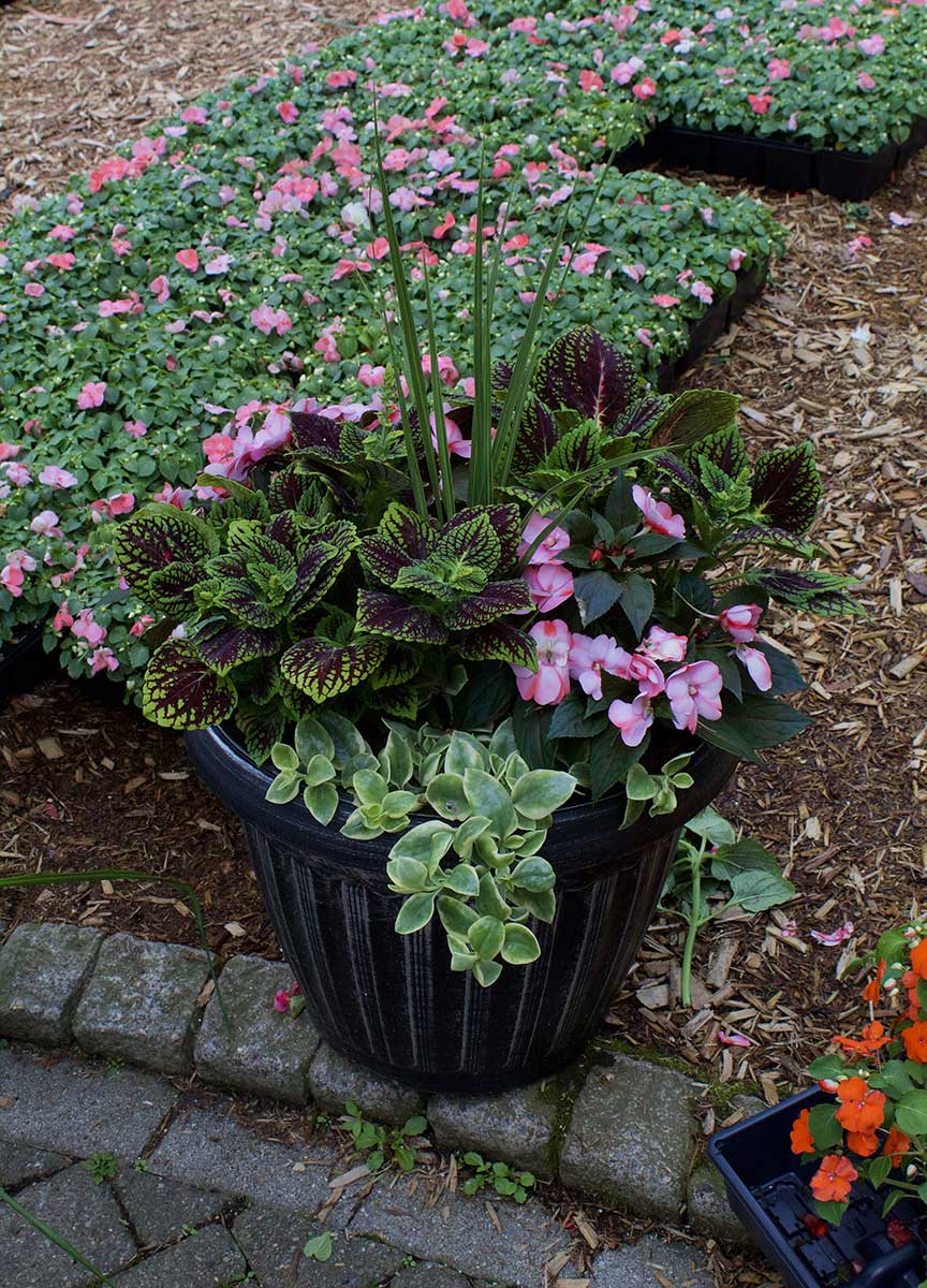 Colorful Autumn Container for Porch Patio or Business Entrance
