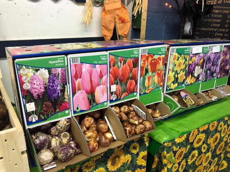 Spring Flowering Bulbs at Goffle Brook Farms
