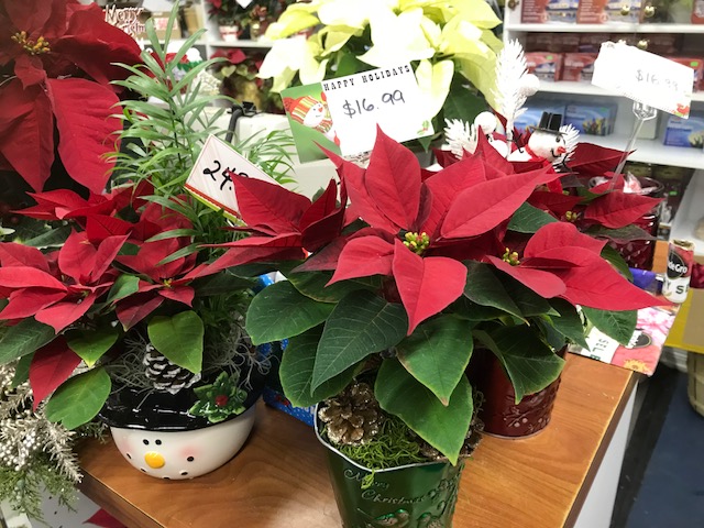 Indoor Poinsettias for the Holidays
