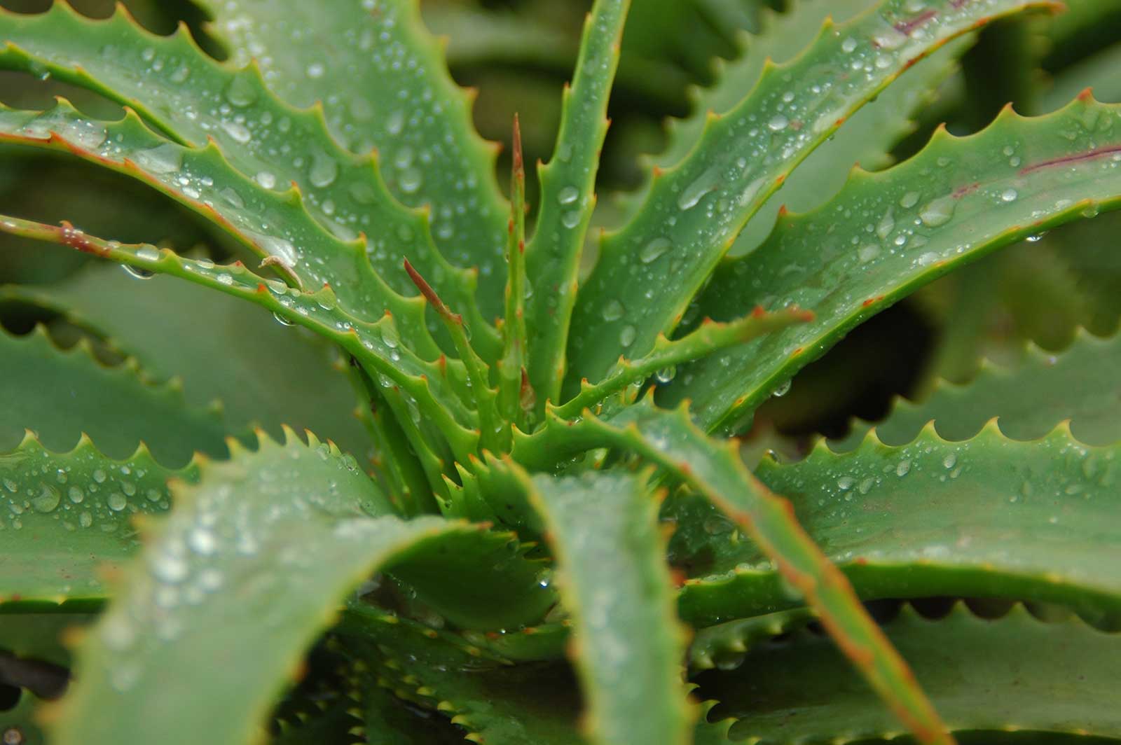 Aloe Vera Leaf Structure