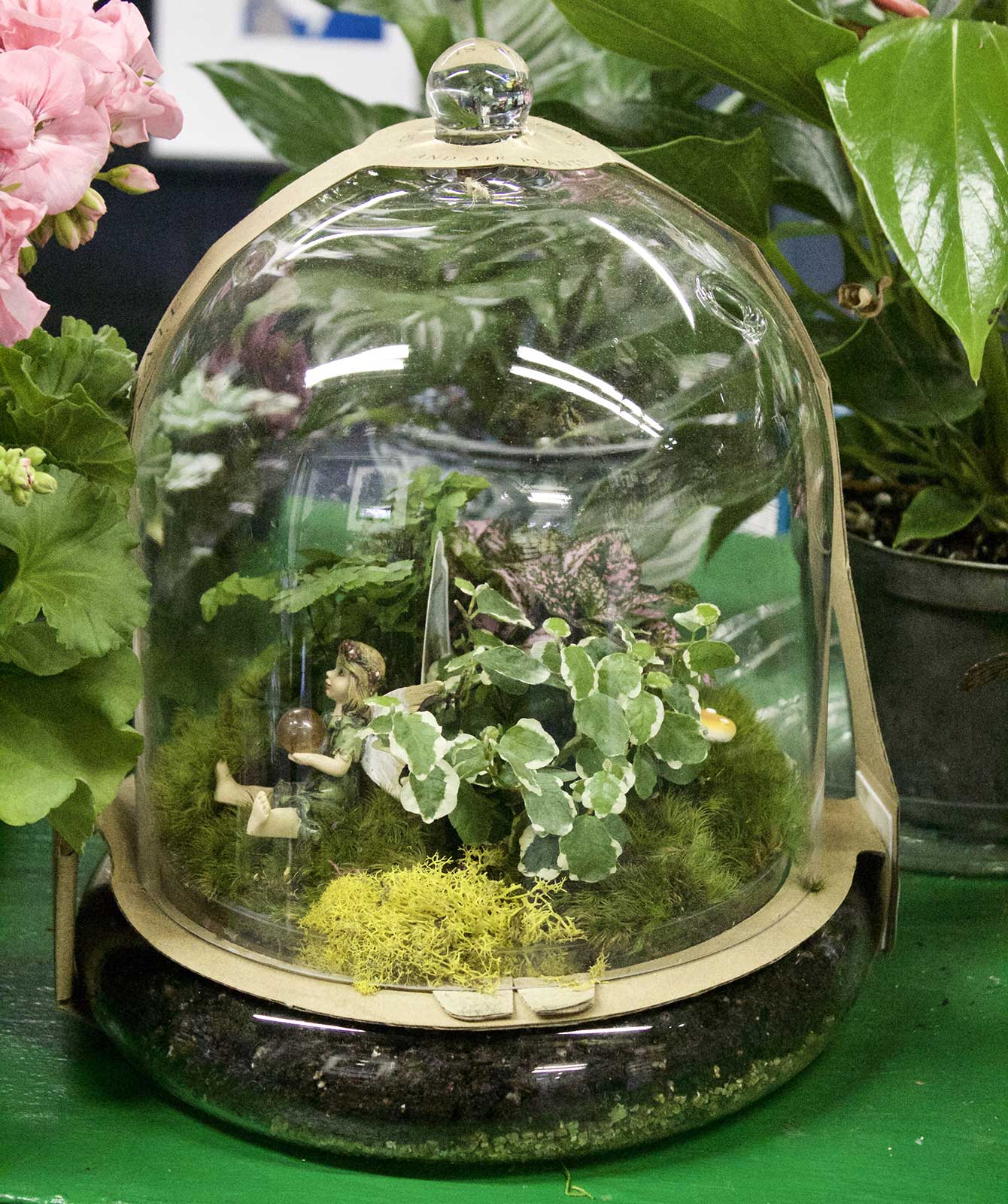 Mini Gardens and Houseplant Cloches