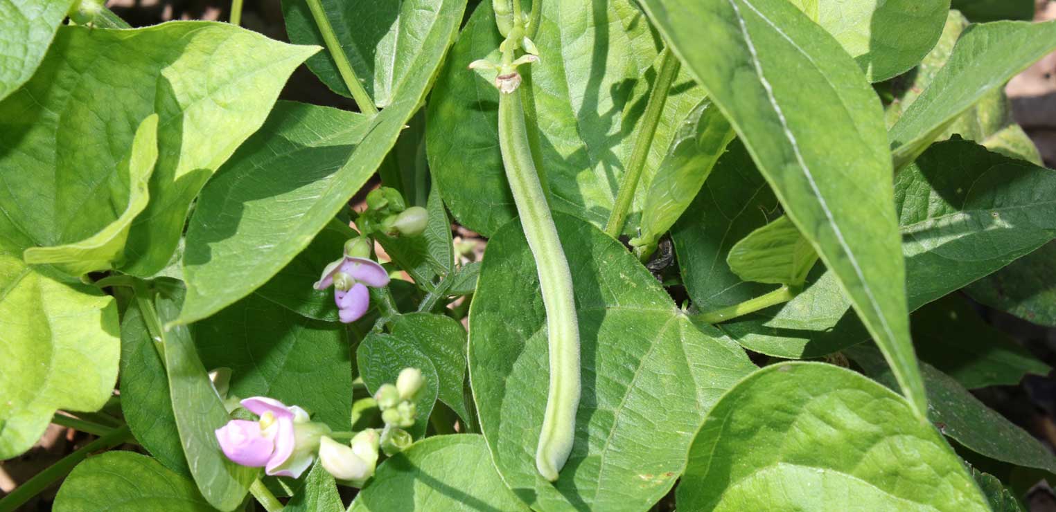 Growing beans in the garden