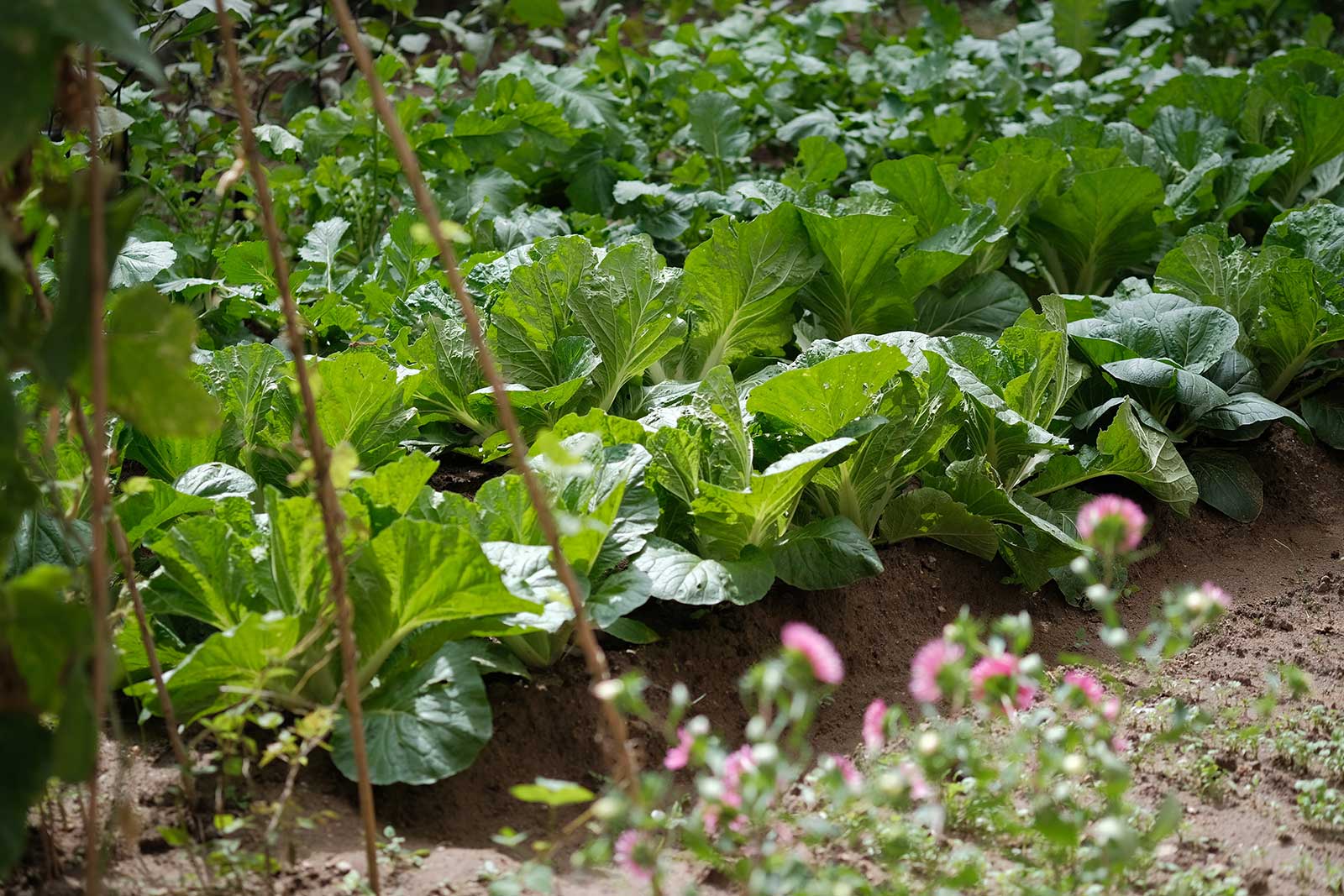 Fresh Lettuce in the Garden