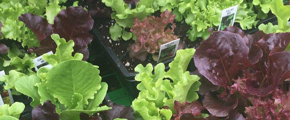 Salad Mix Lettuce Plants at Goffle Brook Farms in Ridgewood NJ