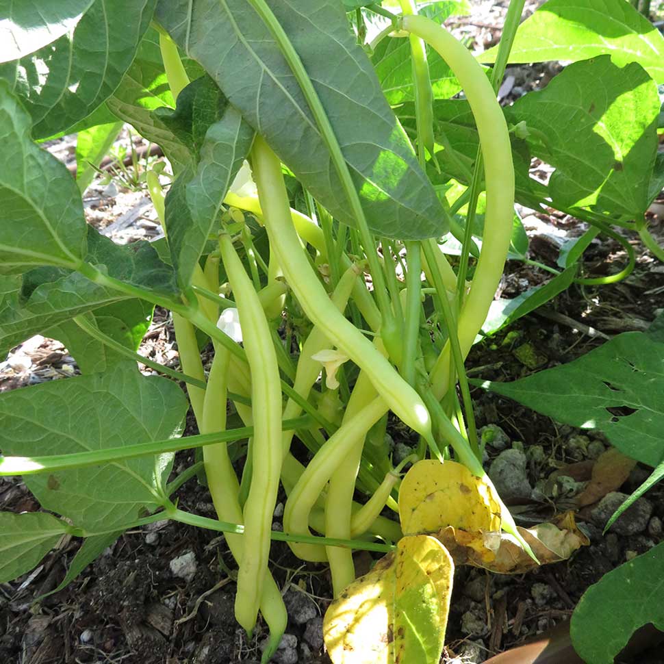 Growing Beans in the Garden