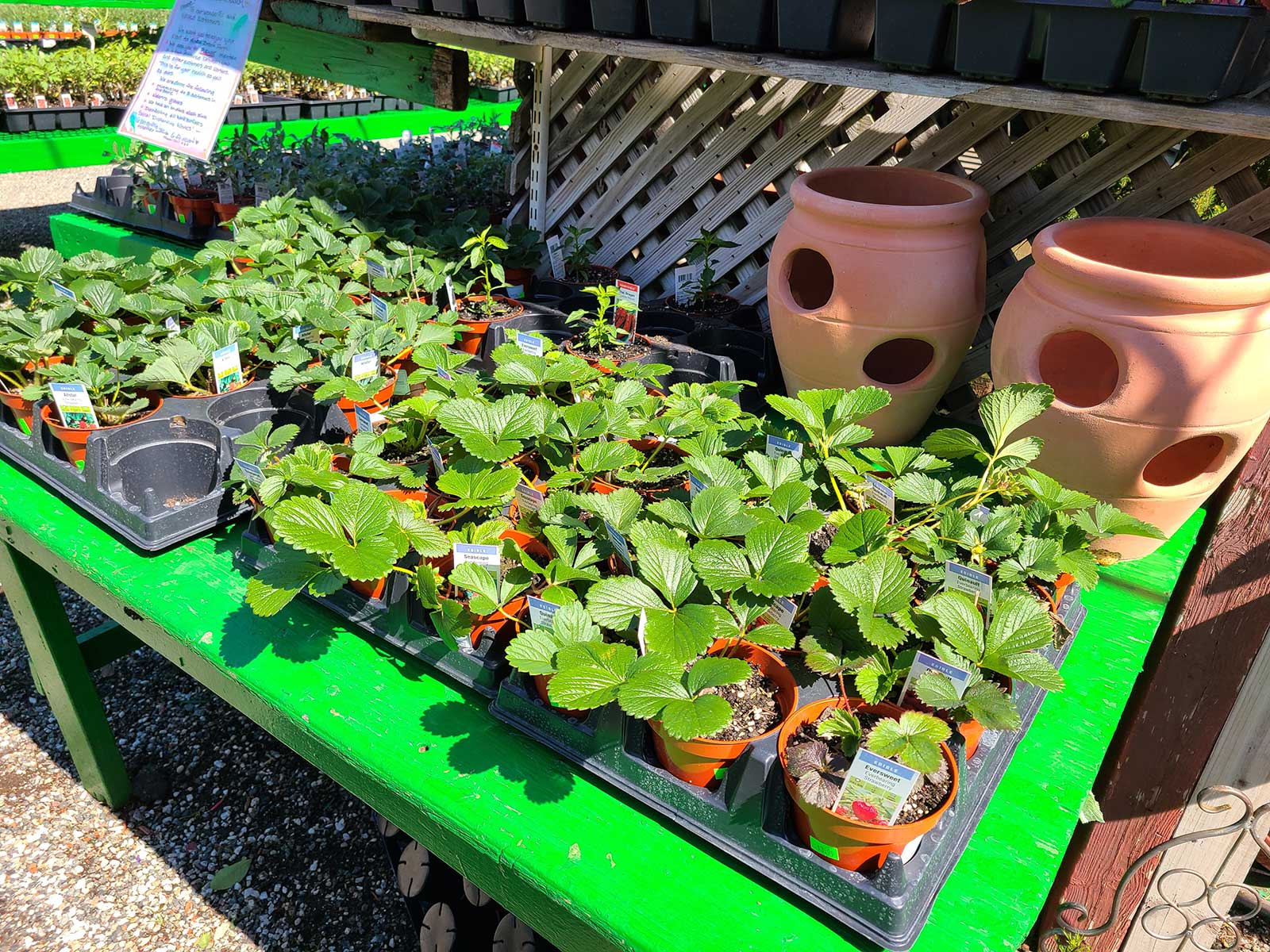 4 Inch Potted Strawberries - $3.99 each