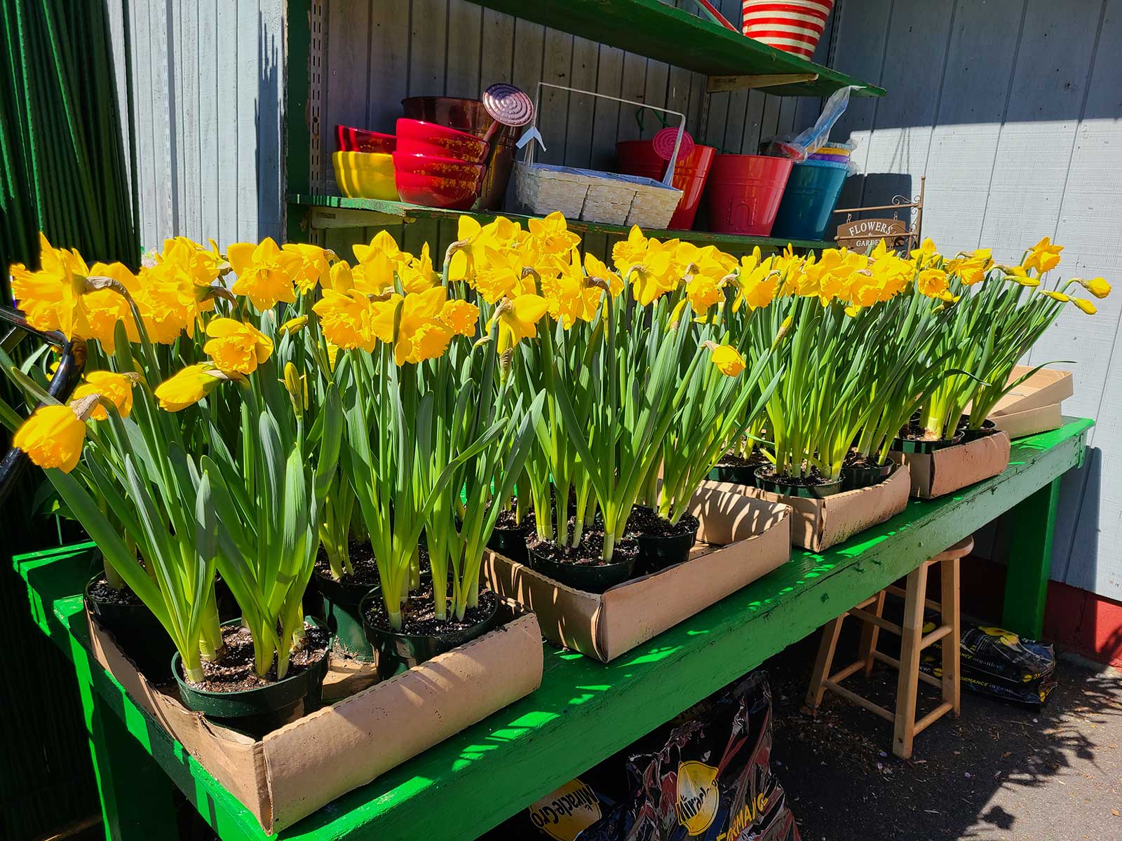Daffodils 6 inch potted - $6.99 ea