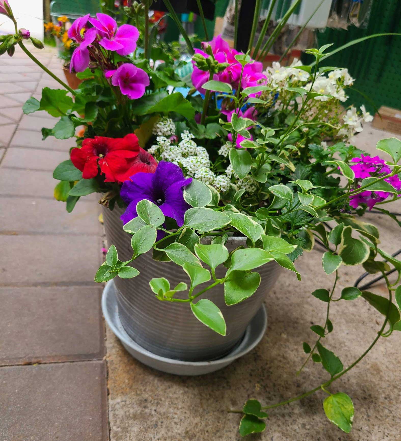 Petunias and Ivy and Color in Patio Container