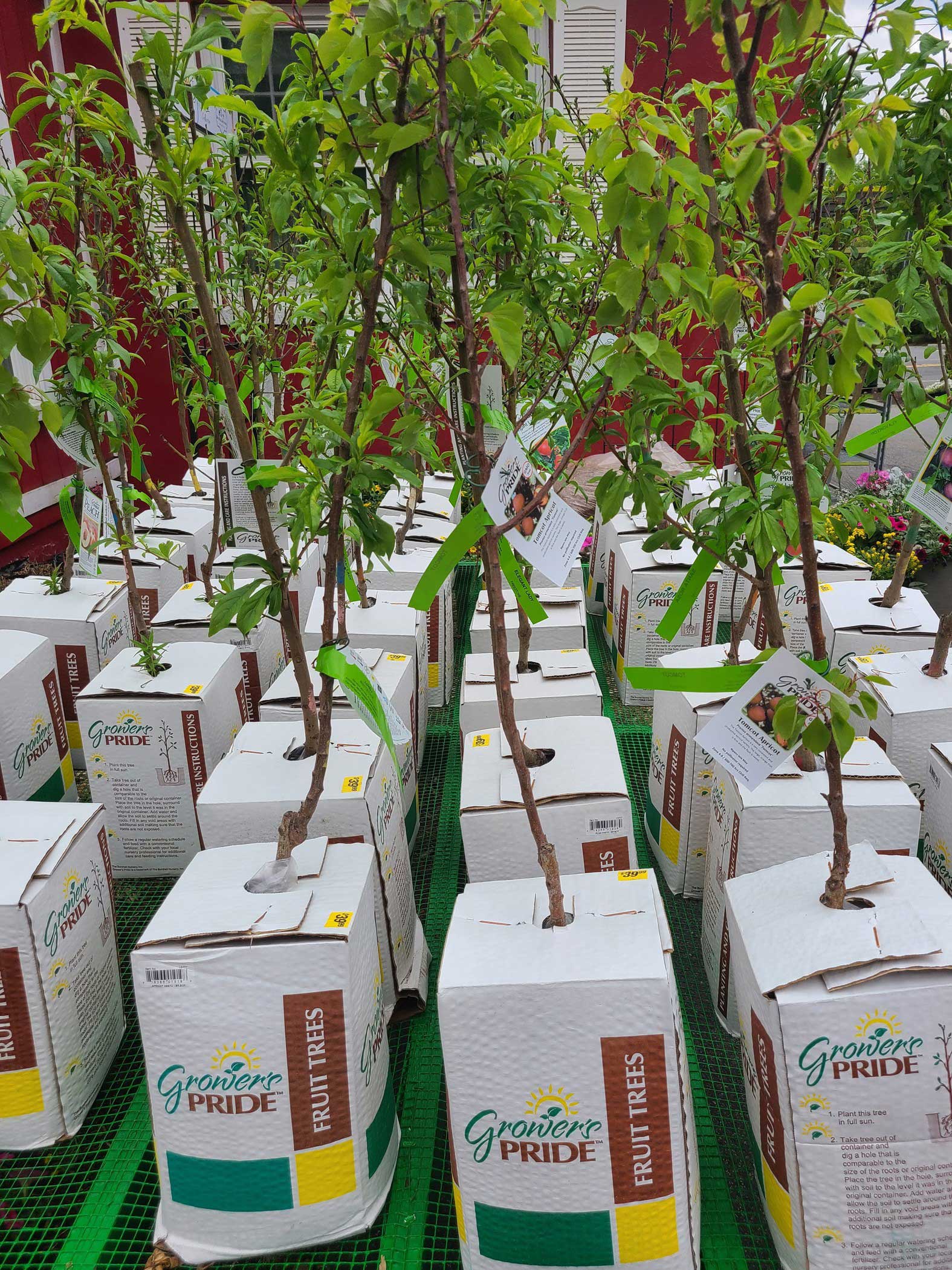 Fruit Trees at Goffle Brook Farms