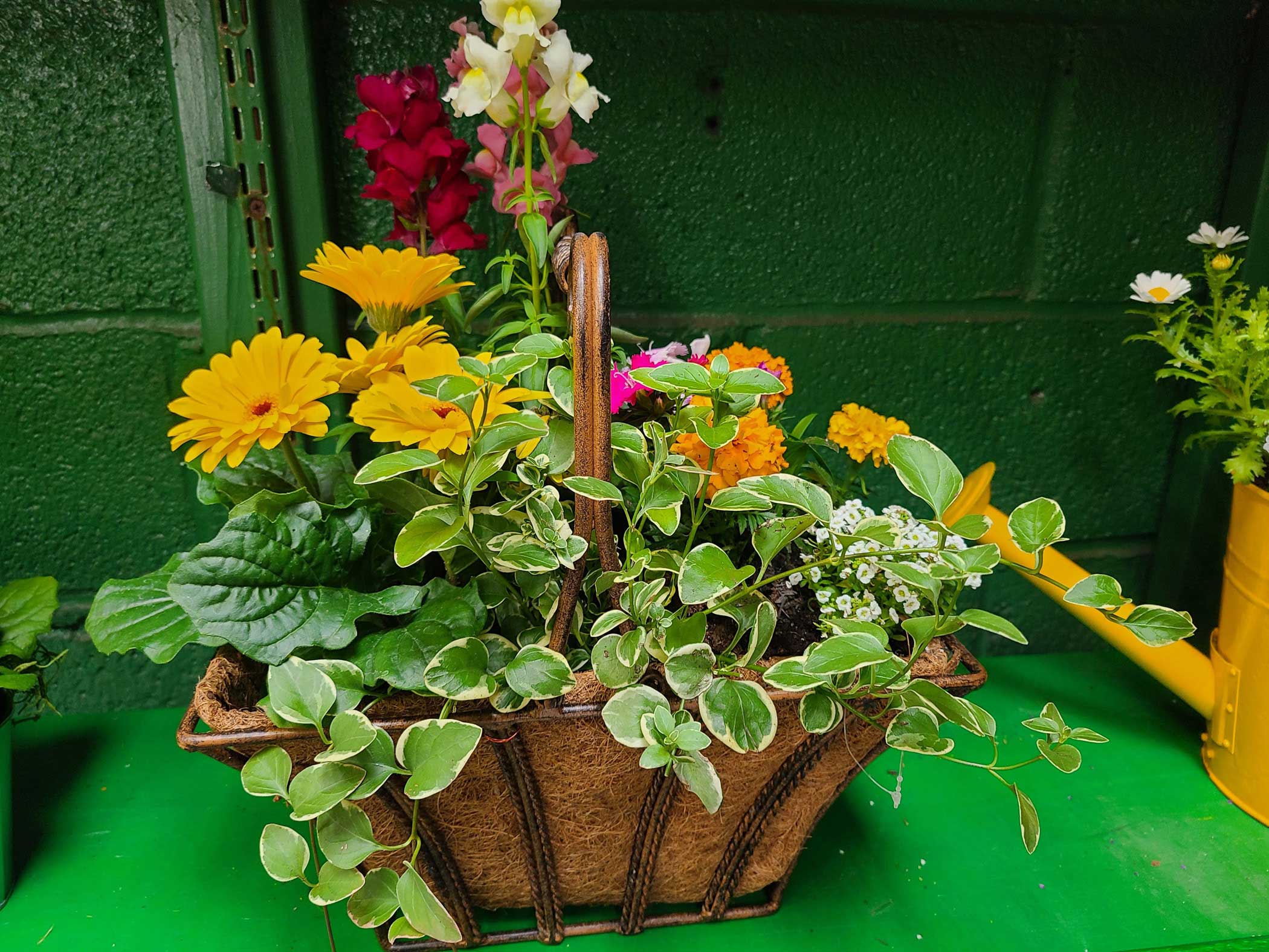 Seasonal Color Container Gardening - Mothers Day Gifts