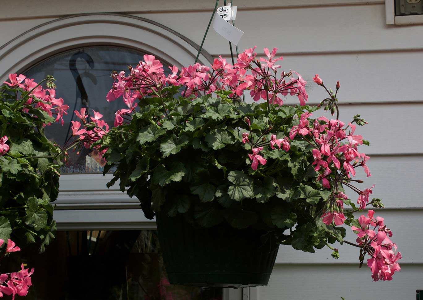 Pink Flower Hanging Basket