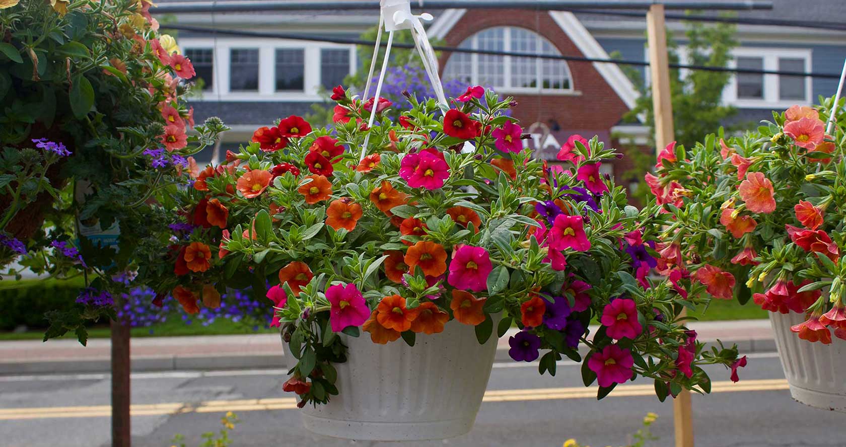 Red and Blue Petunia Hanging Basket at Goffle Brook Farms