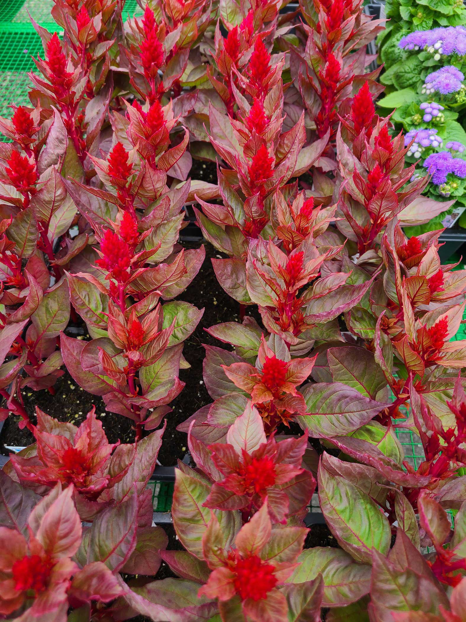 Seasonal Color Annuals Coleus