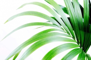Areca Palm – Dypsis lutescens