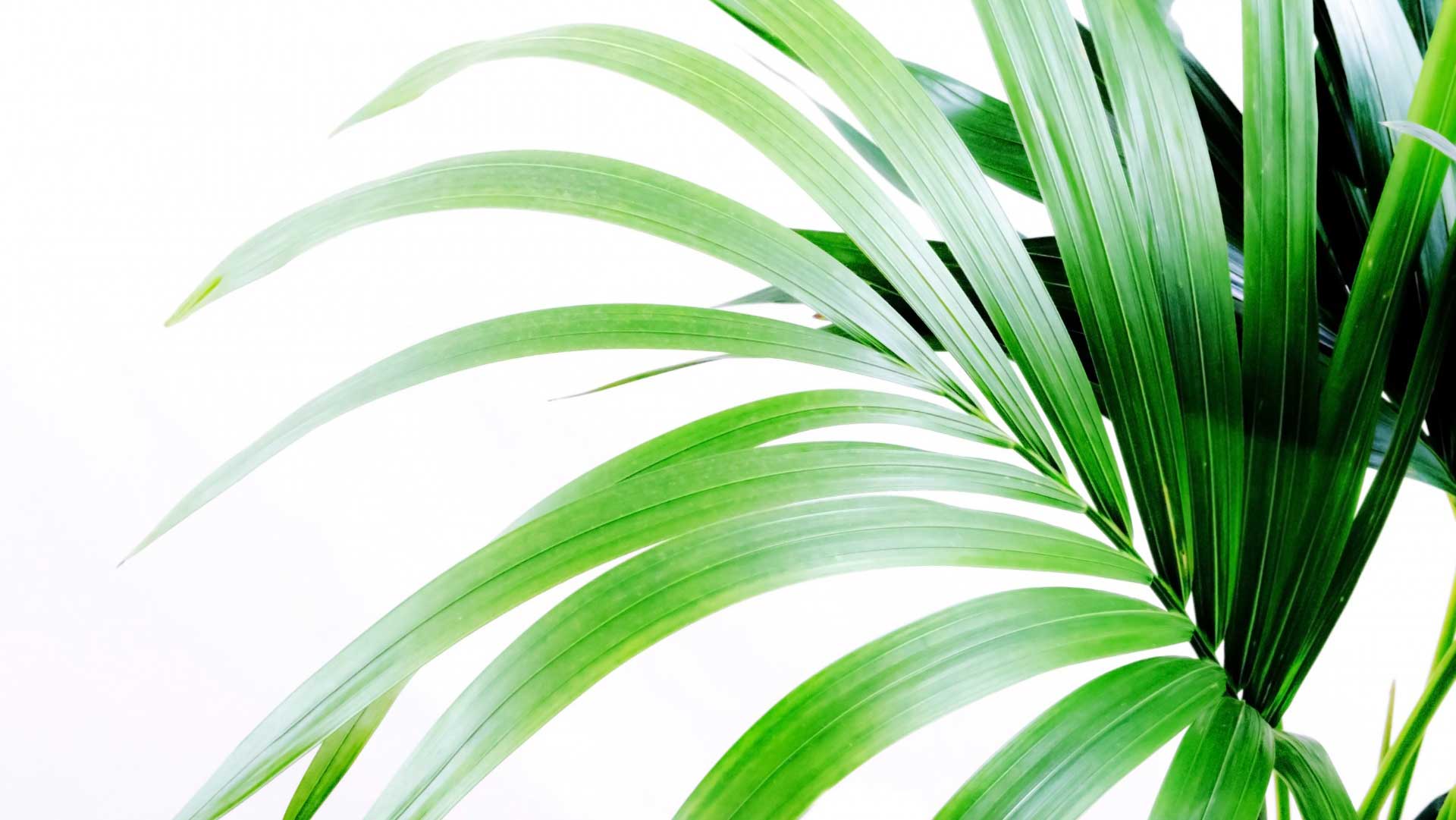 Areca Palm - Dypsis lutescens