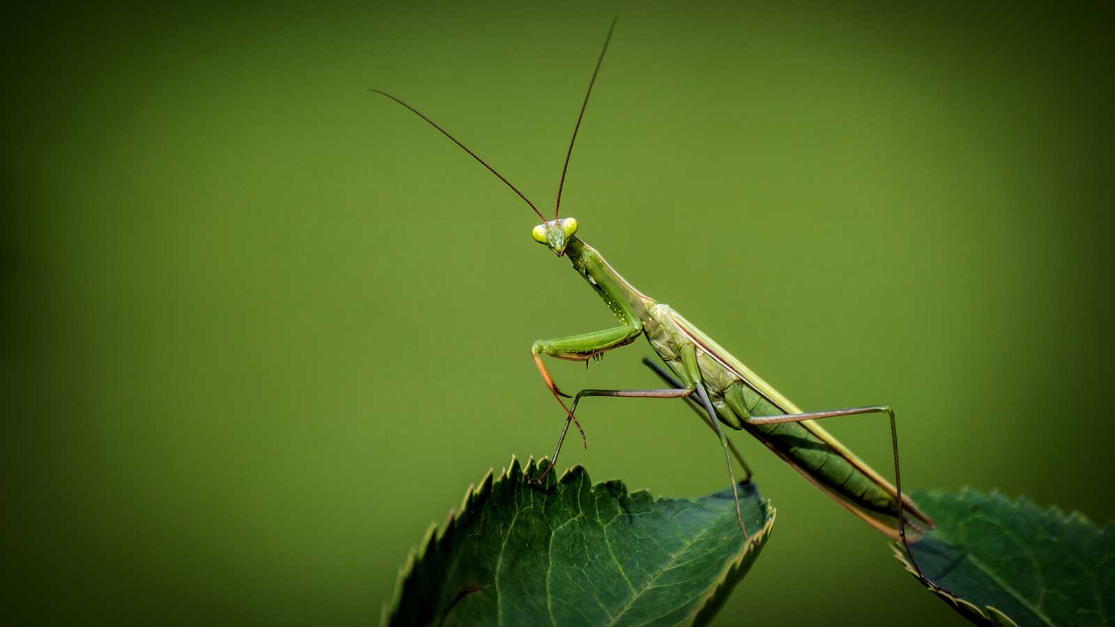 Praying Mantids - Beneficial Insects at Goffle Brook Farms in Ridgewood
