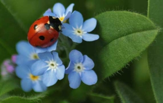 Beneficial Insects in the Garden - Ladybugs