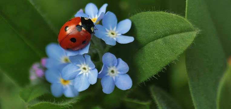 Beneficial Insects in the Garden - Ladybugs