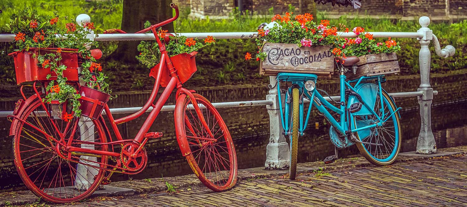Geraniums in Bicycle Planters