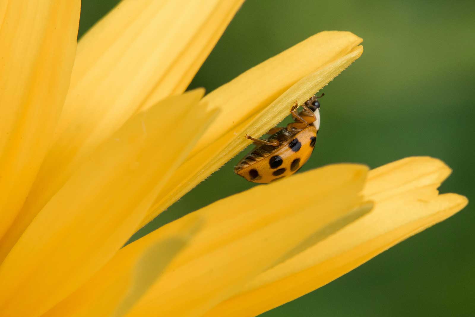 Beneficial Insect Ladybug on Flower Petal